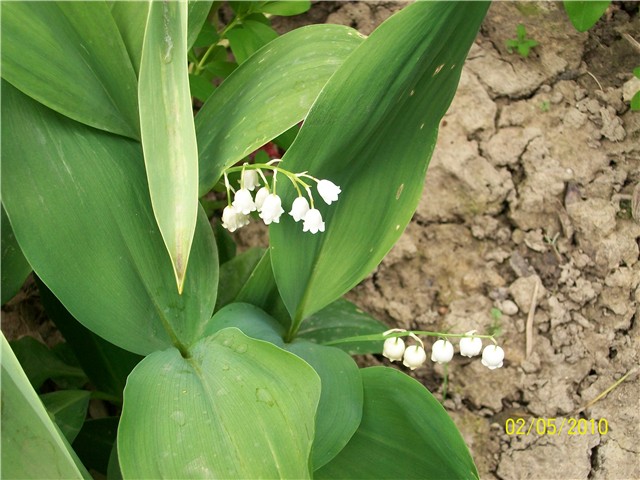 đurđica - lat. Convallaria majalis